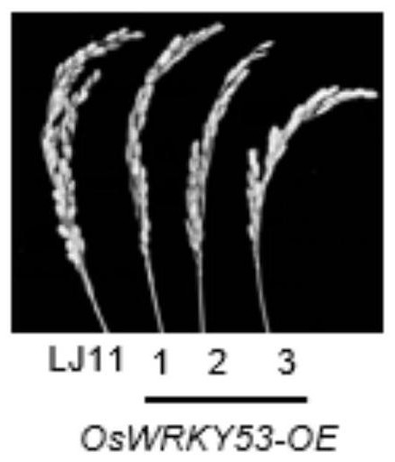 水稻转录因子OsWRKY53在负调控水稻孕穗期耐冷性中的应用