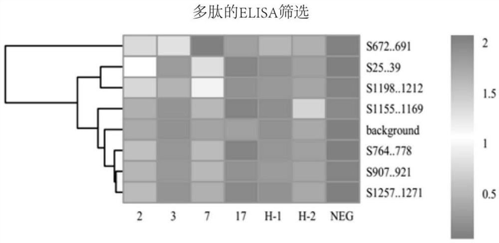 新型冠状病毒特异性抗原肽及其用途