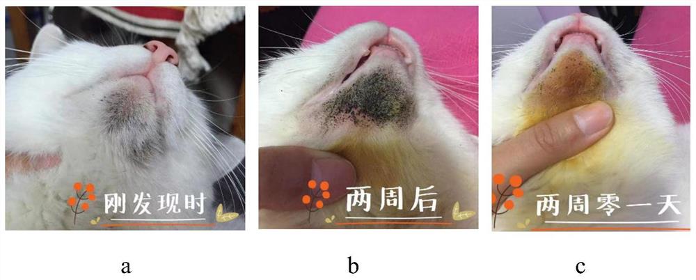 一种调节宠物皮肤微生态平衡的组合物及其应用