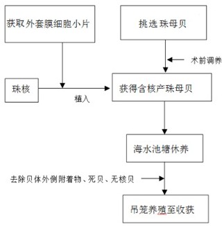 一种金黄色海水珍珠的培育方法