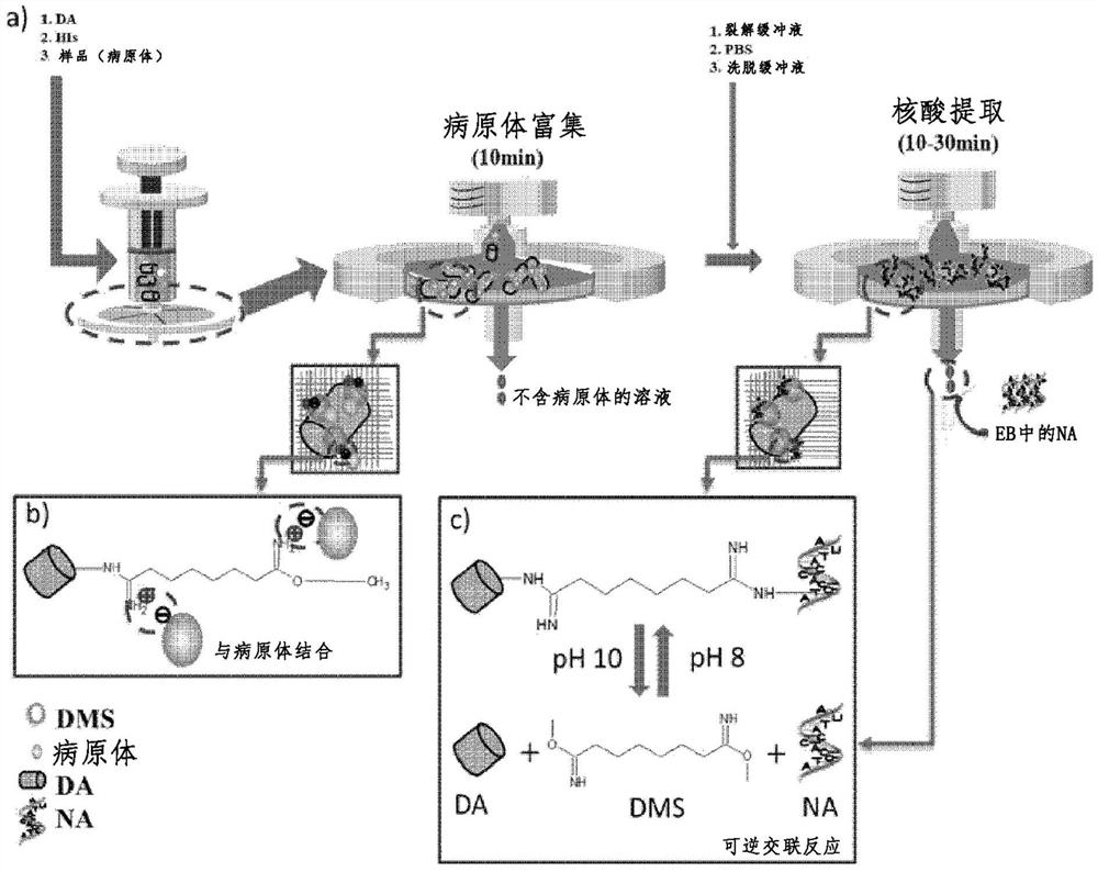 使用即时检测装置进行病原体富集和核酸提取的方法