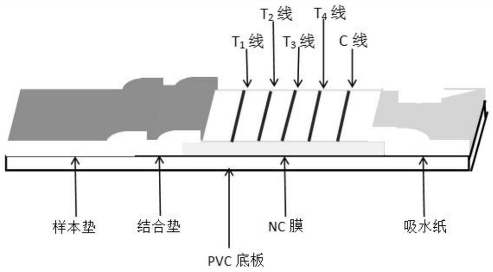 一种小麦免疫荧光检测试纸条及应用