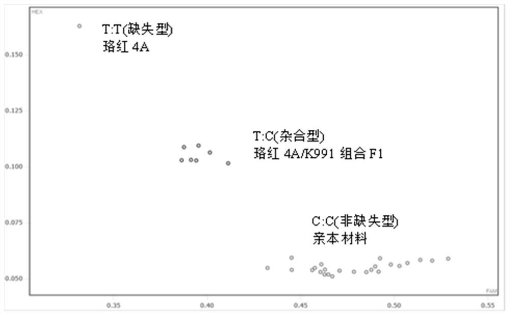 一种与水稻镉低吸收基因OsNramp5相关的SNP位点及其应用