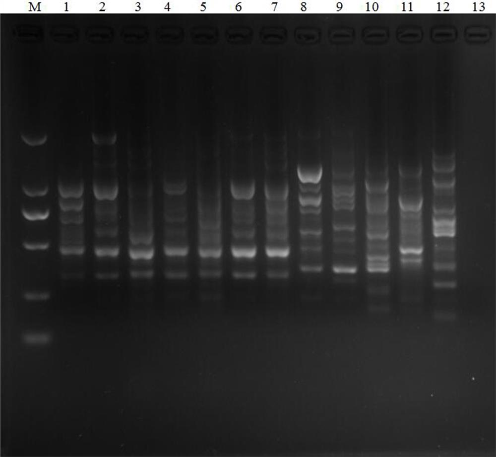 玉米孢囊线虫特异性SCAR标记、检测引物及其PCR快速检测方法