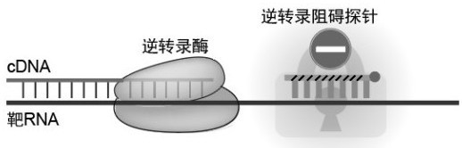 用于RNA建库中快速去除靶RNA的逆转录阻碍探针及其应用