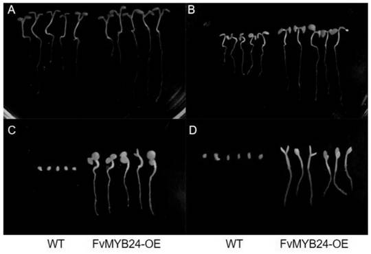 草莓MYB转录因子FvMYB24基因、表达蛋白及应用