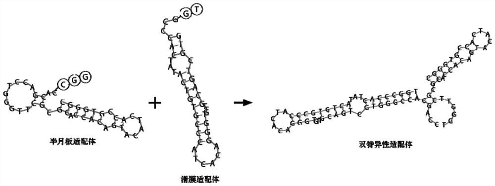 半月板细胞-滑膜细胞双特异性适配体及其应用