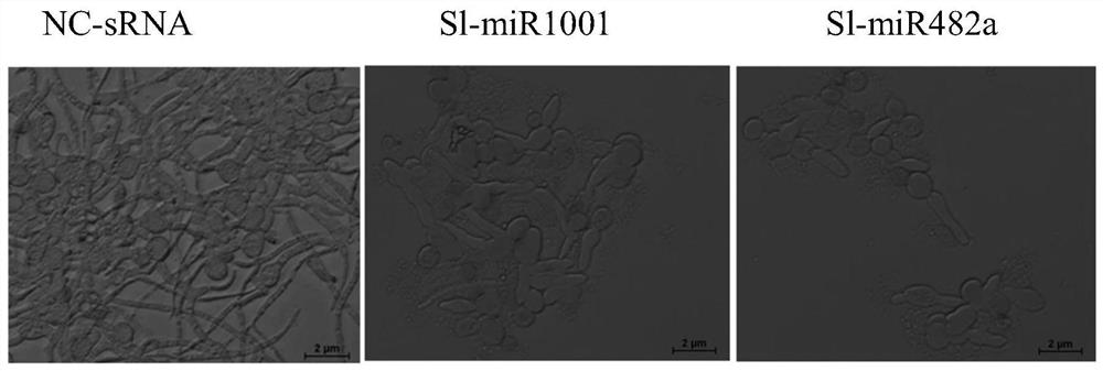 一种RNA抑菌剂miRNA482a及作物病菌抑制剂