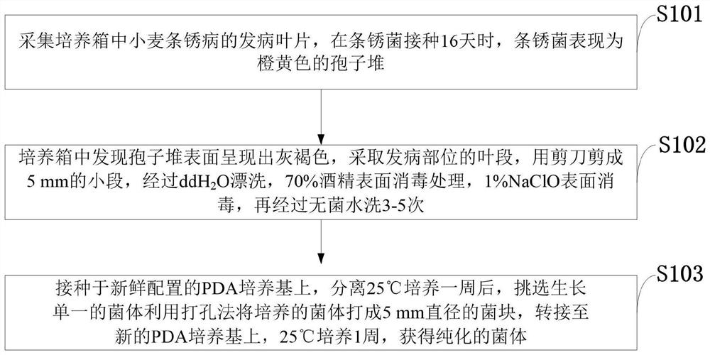 防治小麦条锈病的重寄生真菌分离、鉴定及菌剂