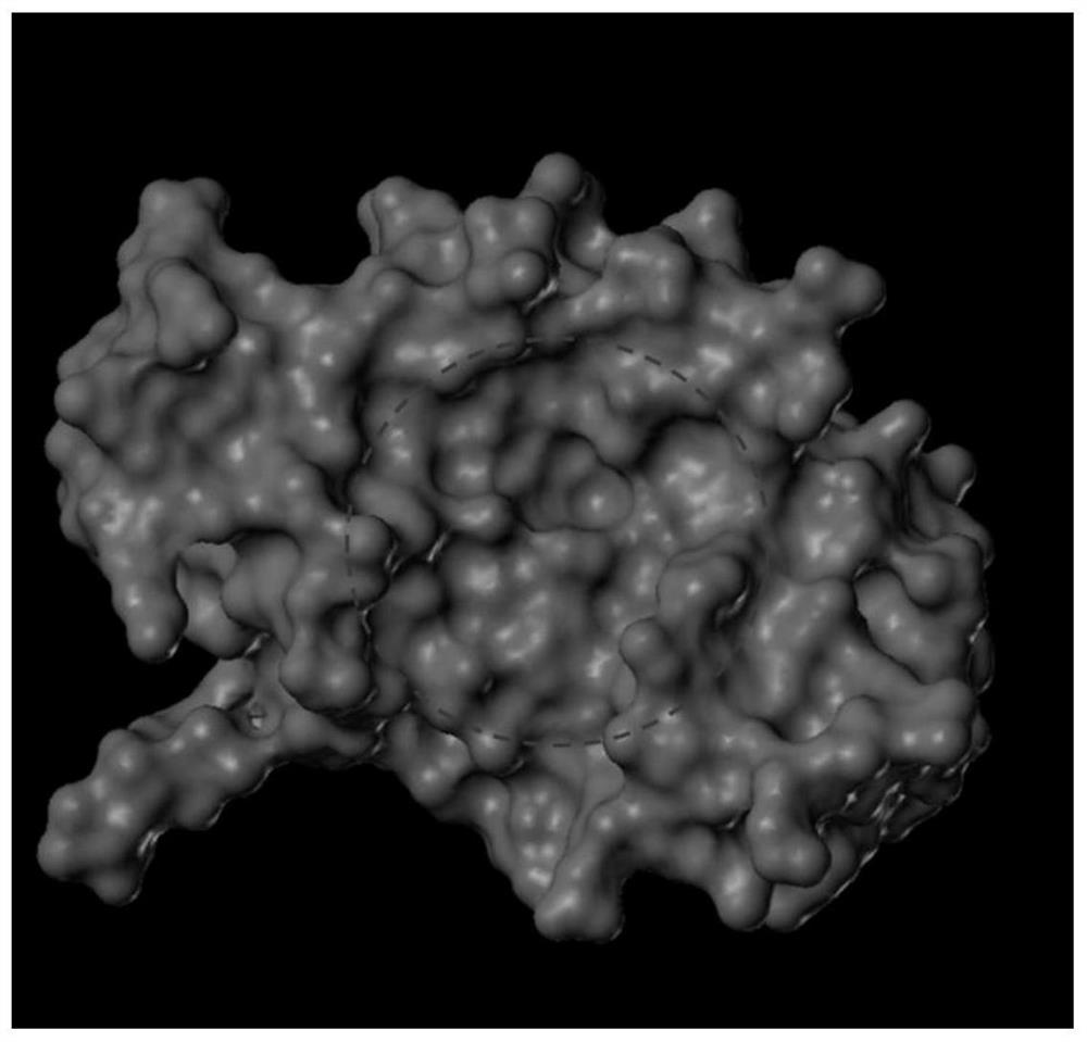 一条结合猪瘟病毒Erns蛋白的多肽序列及应用