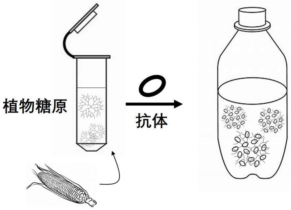 一种植物糖原猪口服接种疫苗纳米佐剂及其制备方法与应用