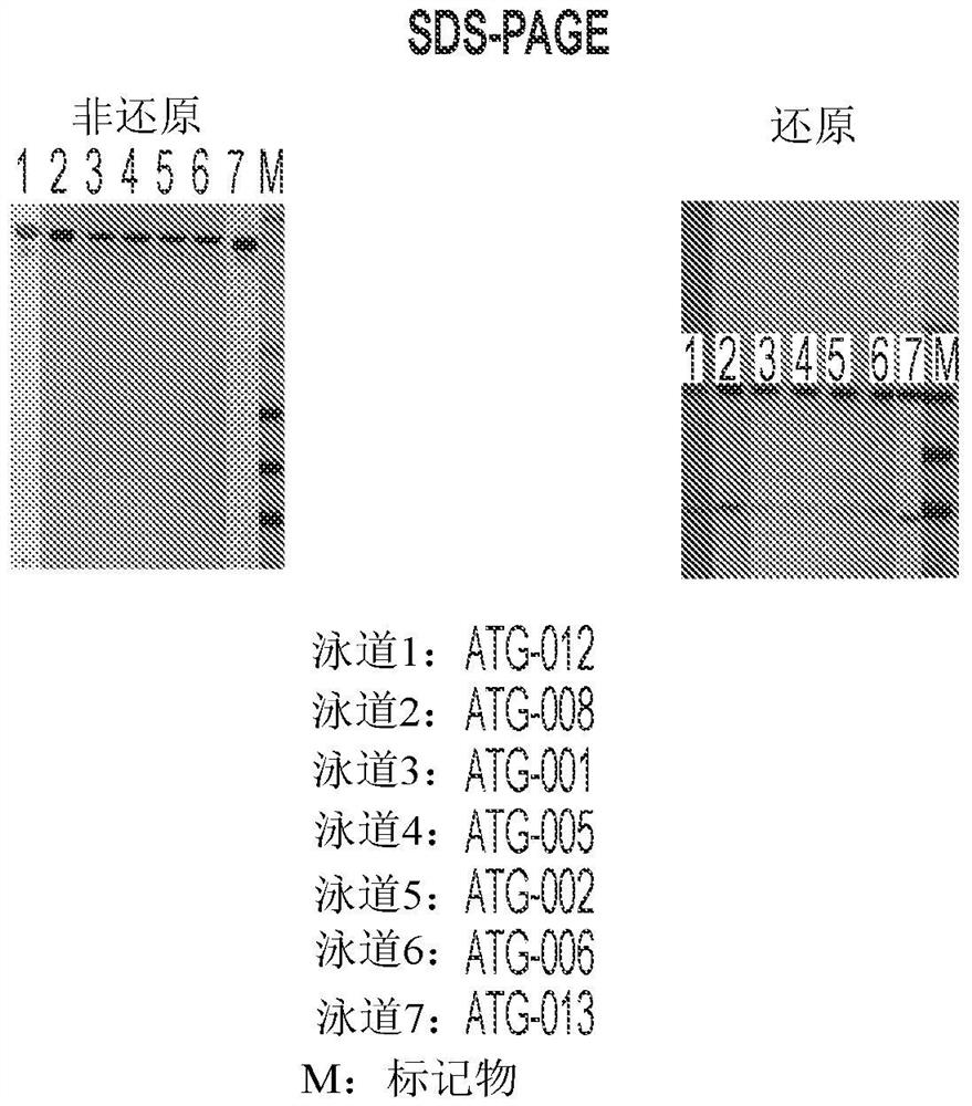 针对补体成分5的抗体分子和其用途