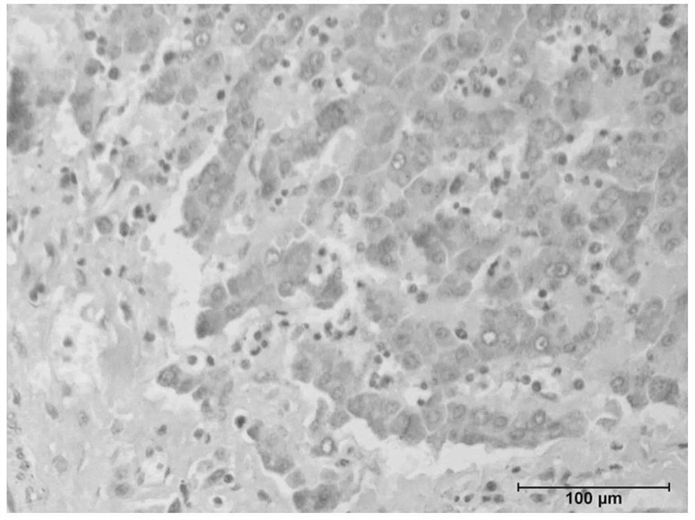 一种用于Bax和Bcl-2的免疫组织化学染色方法