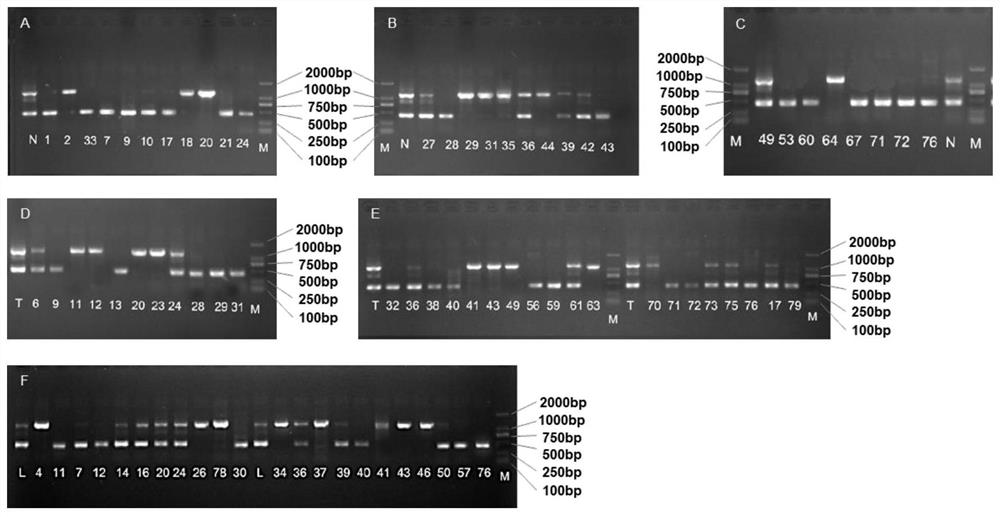 一种秀珍菇同核体菌丝鉴定的InDel标记方法