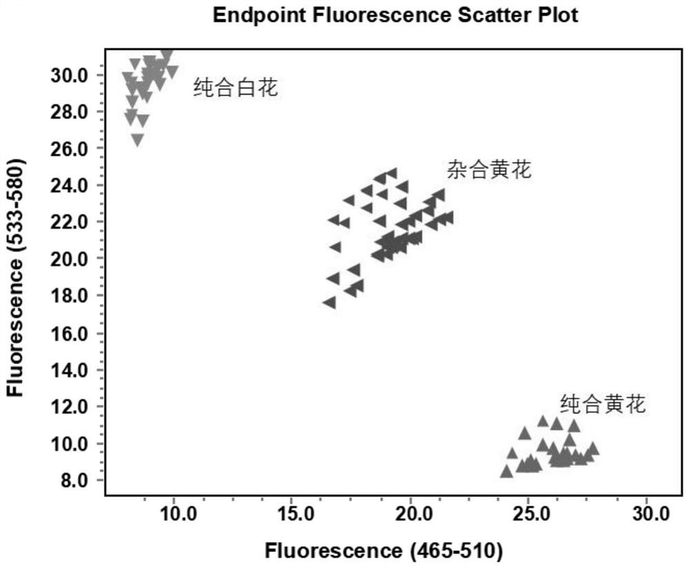 一种与白菜花色性状相关的SNP分子标记及其检测引物、检测试剂盒和应用