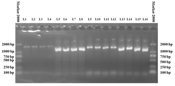 一种芽孢杆菌的PCR模板及其制备方法和应用