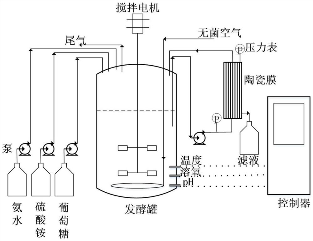 一种赖氨酸循环发酵方法和应用