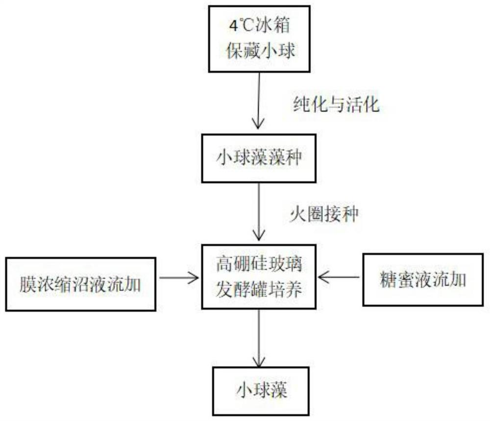 一种半连续培养法培育小球藻的方法