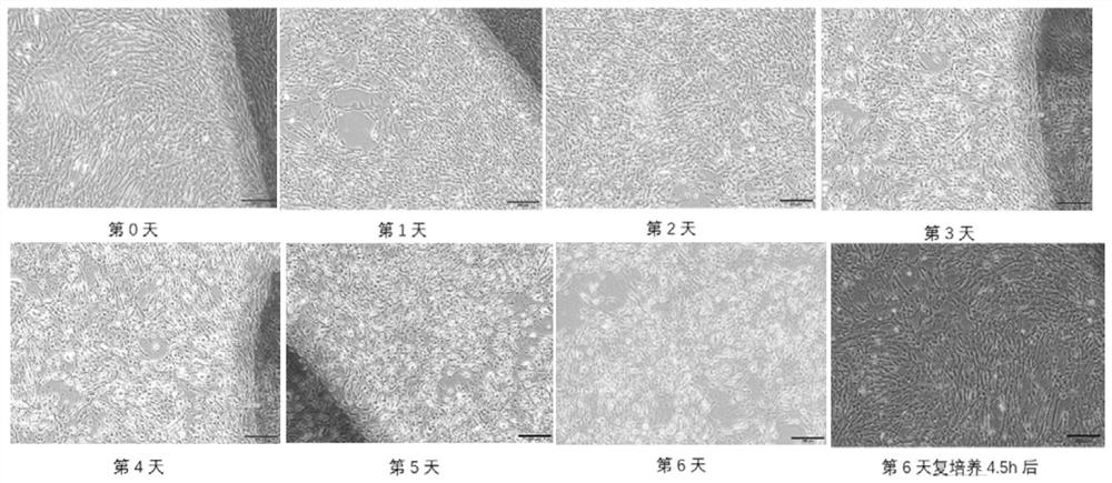 在细胞培养中延缓细胞生长的细胞保存液及其制备方法