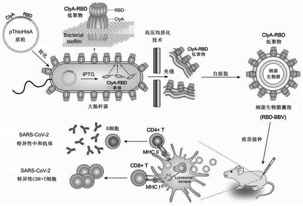 一种细菌生物膜囊泡（BBV）作为疫苗载体的构建方法和应用