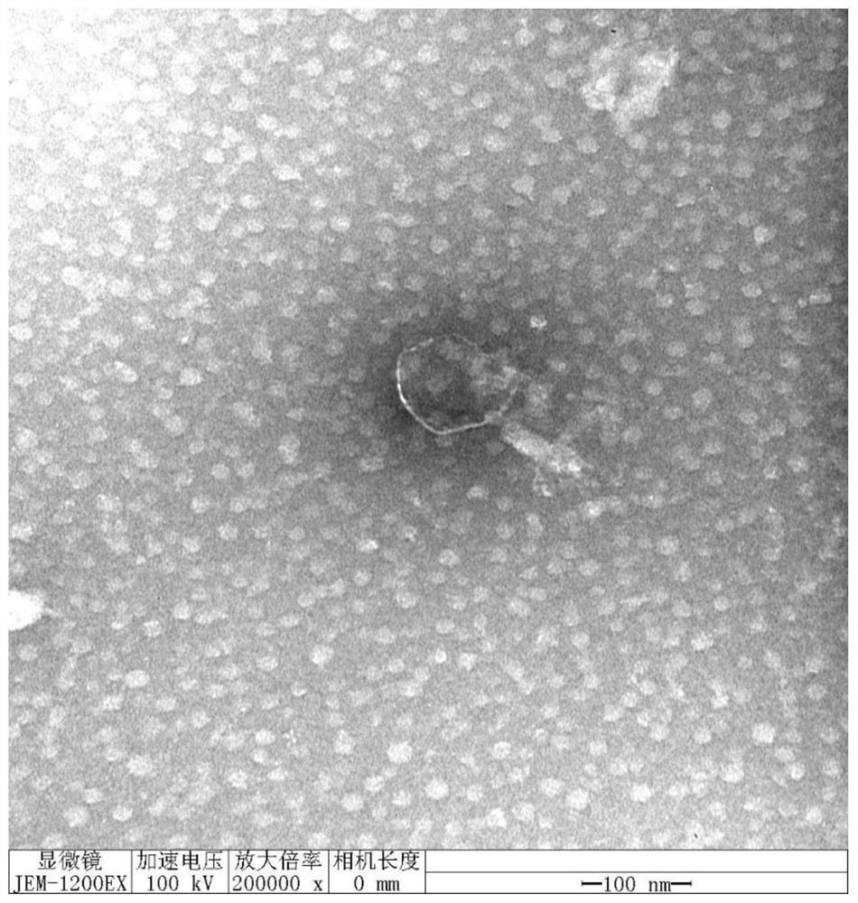 一株耐高温型大肠杆菌噬菌体RDP-EC-20031及其应用