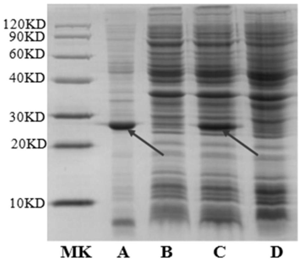 重组人干扰素hIFN-κ基因工程菌株及其构建方法和用途