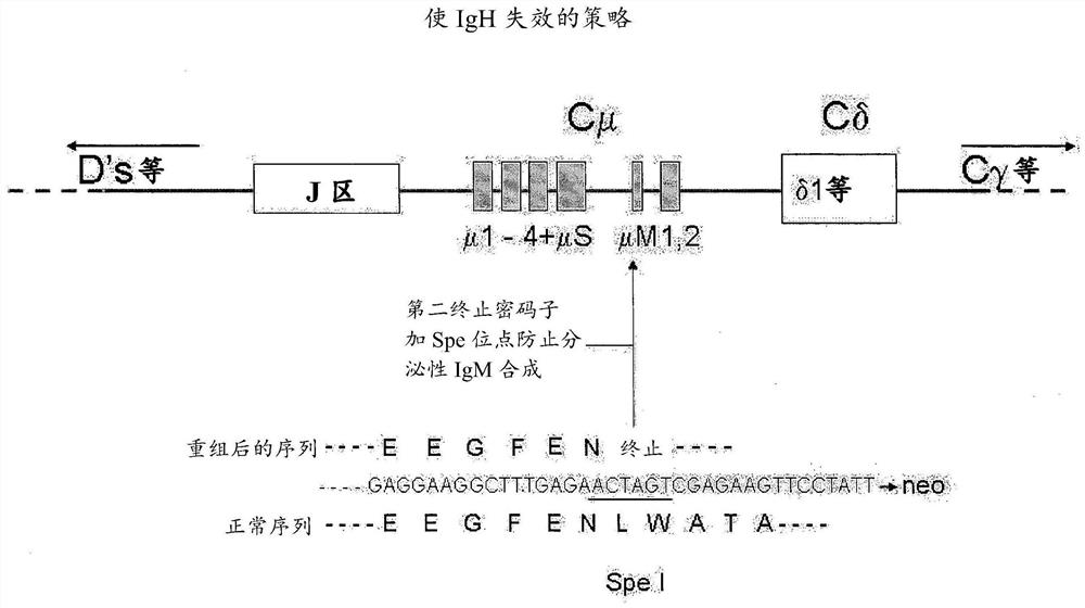 表达人源化抗体的非人转基因动物及其用途