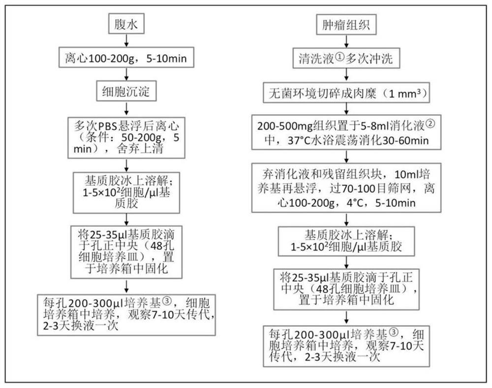 一种卵巢癌类器官培养基及培养方法