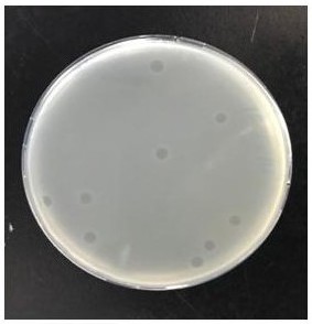 噬菌体vB_Yen_X1及在防治鼠疫杆菌感染中应用