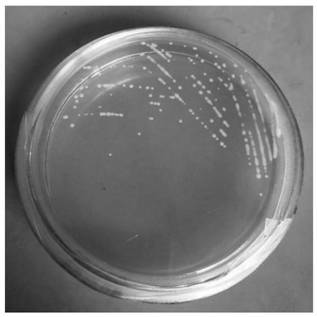 一株木糖氧化无色杆菌、包括木糖氧化无色杆菌的菌剂及制备方法和应用
