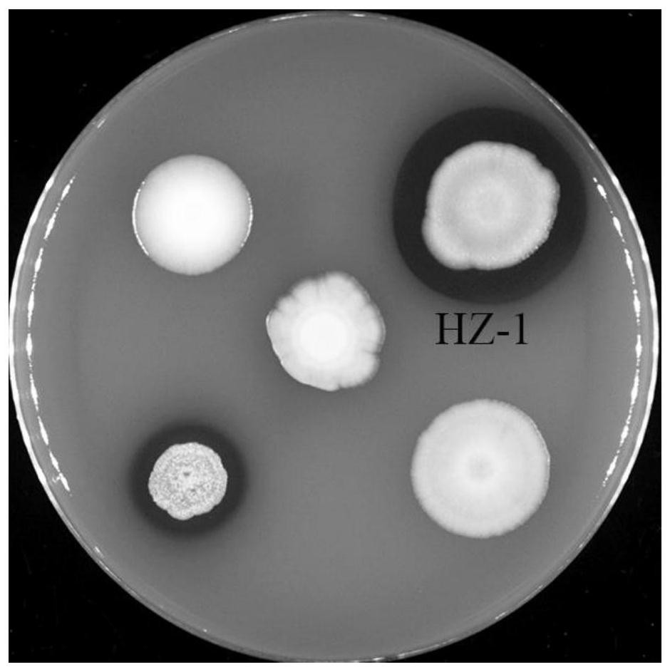 一株褐藻胶降解菌Bacillus HZ-1及其在海参养殖中的应用