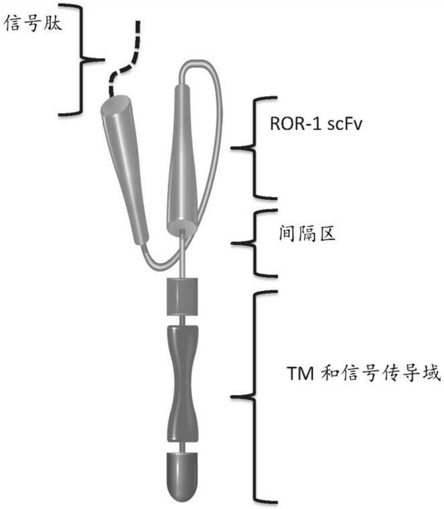 ROR-1特异性嵌合抗原受体及其用途