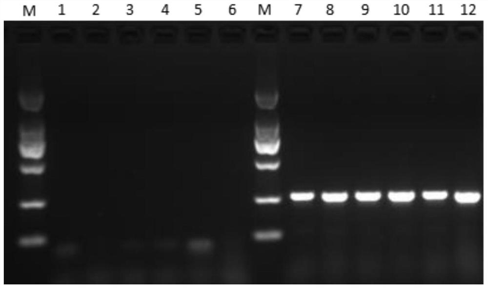 一种乌鳢源金属硫蛋白基因、检测引物、试剂盒及检测方法