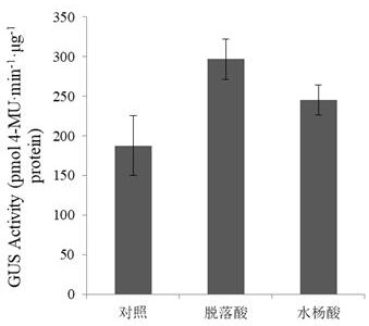 一种岷江百合诱导型启动子PG1及其应用