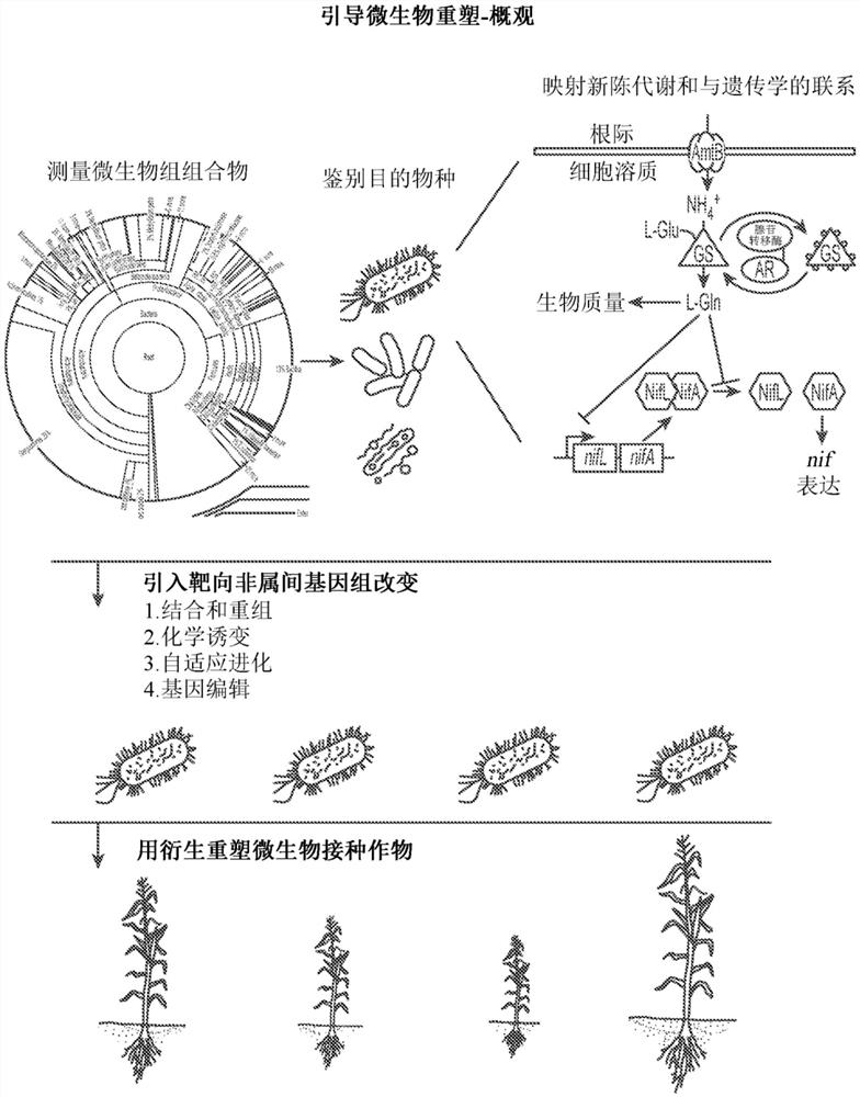 包括重构固氮微生物的农业组合物