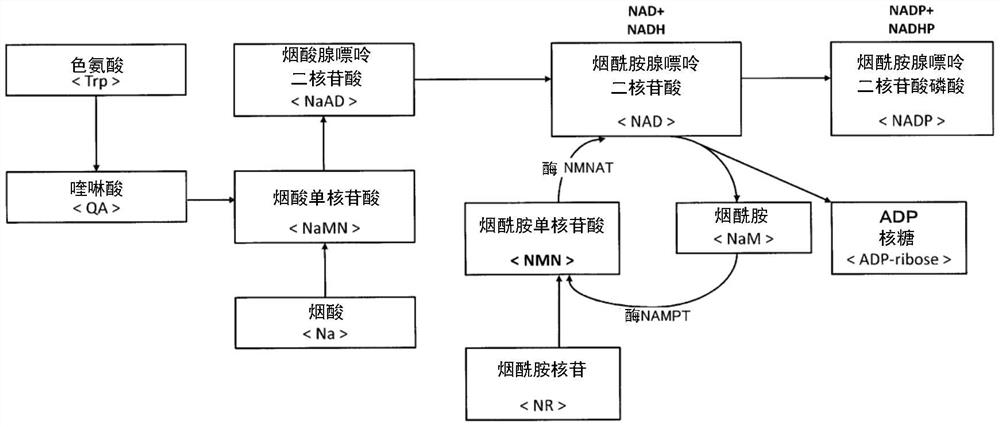 抗衰老剂以及抗衰老方法