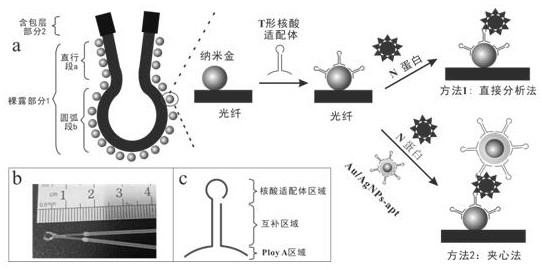 一种快速检测新型冠状病毒SARS-CoV-2的光纤传感器