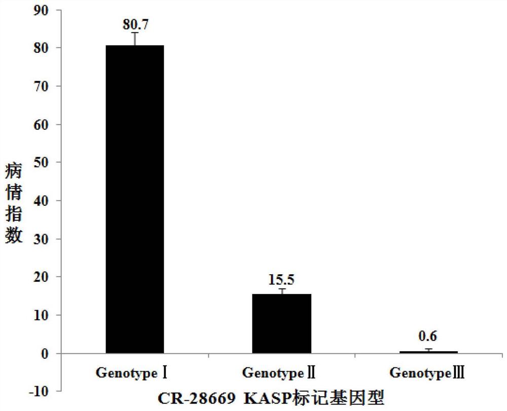 一种甘蓝型油菜根肿病抗性特异分子标记及其应用