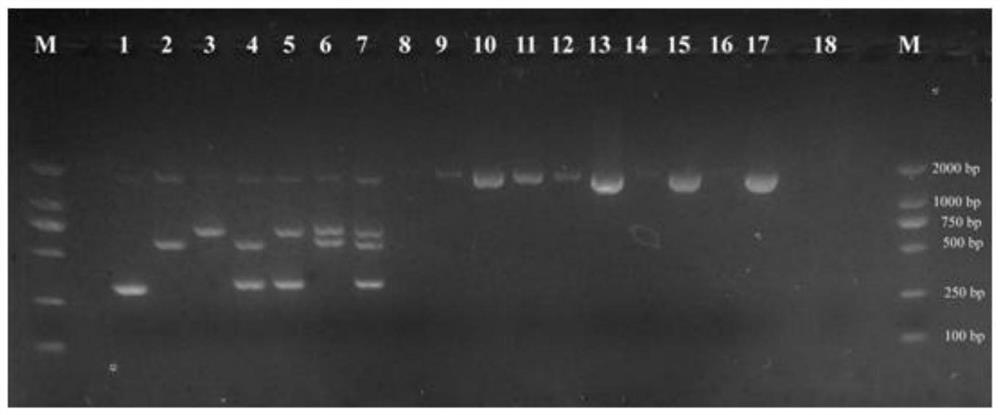 同时检测三种气单胞菌的特异性引物、试剂盒、应用、多重PCR检测方法