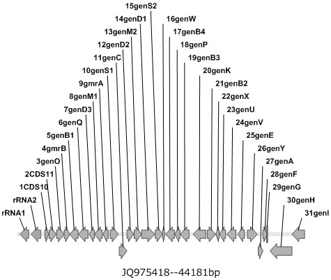 GMRA1,2,3化合物及其生物合成与应用