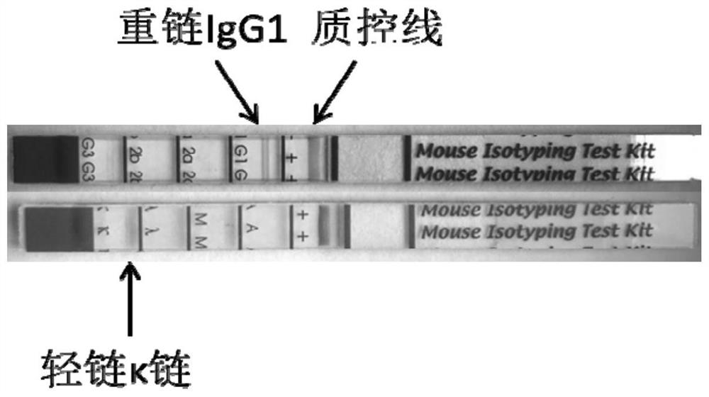 抗H9亚型禽流感病毒血凝素蛋白单克隆抗体ZJU9-01及其应用