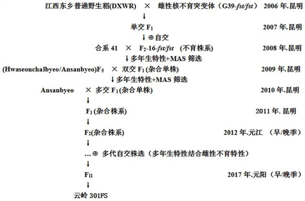 一种多年生型水稻雌性核不育系的选育方法