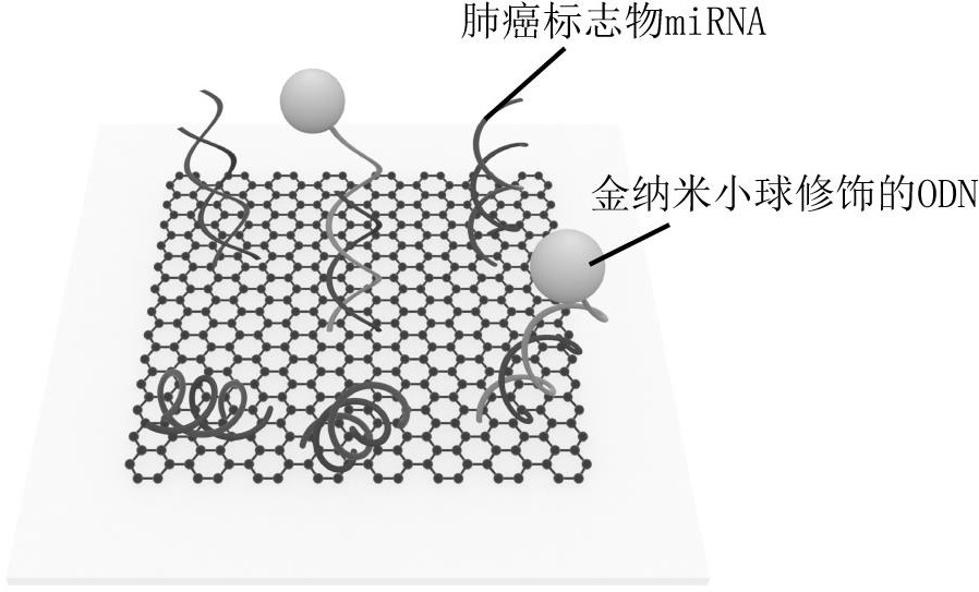 基于石墨烯光热传感的肺癌标志物miRNA定量检测方法