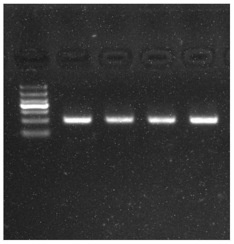 人FITM1和HIST1H2BJ基因甲基化位点的检测和应用