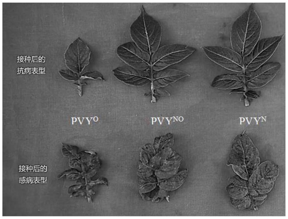 ScRy1基因在抗马铃薯Y病毒植物育种中的应用