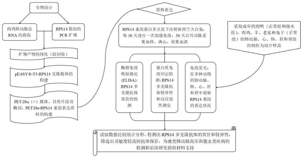 一种鸡RPS14多克隆抗体及其制备方法和应用