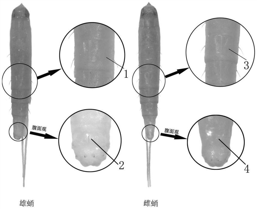 一种荔枝蒂蛀虫雌雄快速鉴别方法