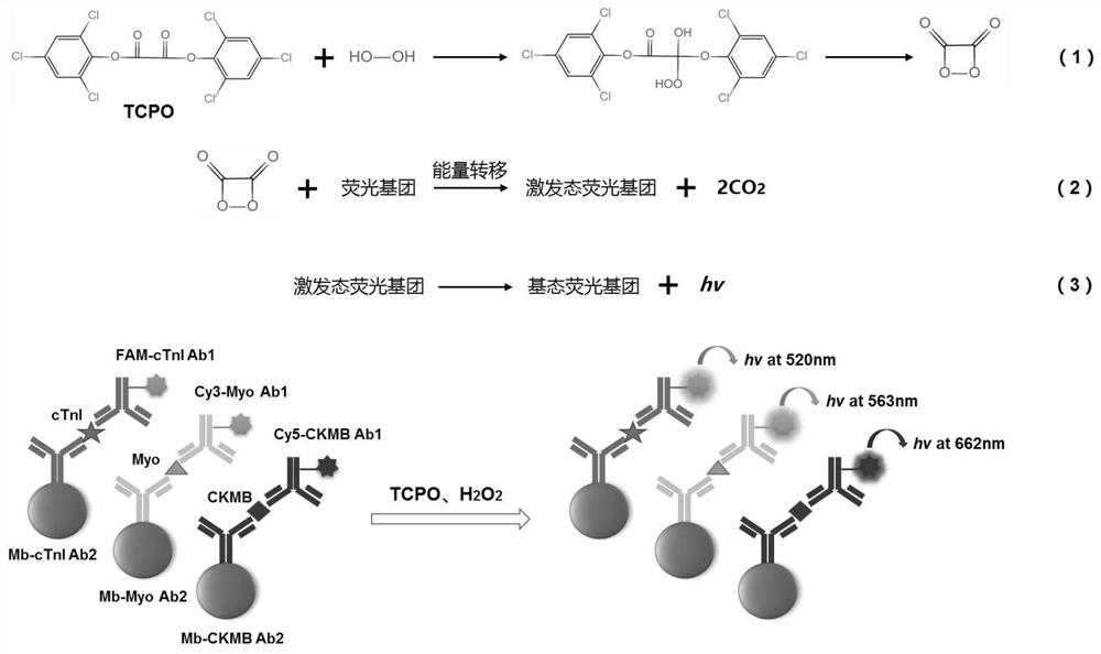 一种基于过氧草酸酯类化学发光体系的生物标志物联合检测方法及试剂盒