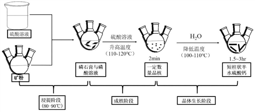 一步二水-半水湿法磷酸工艺结晶制备短柱状α-CaSO4·0.5H2O的方法