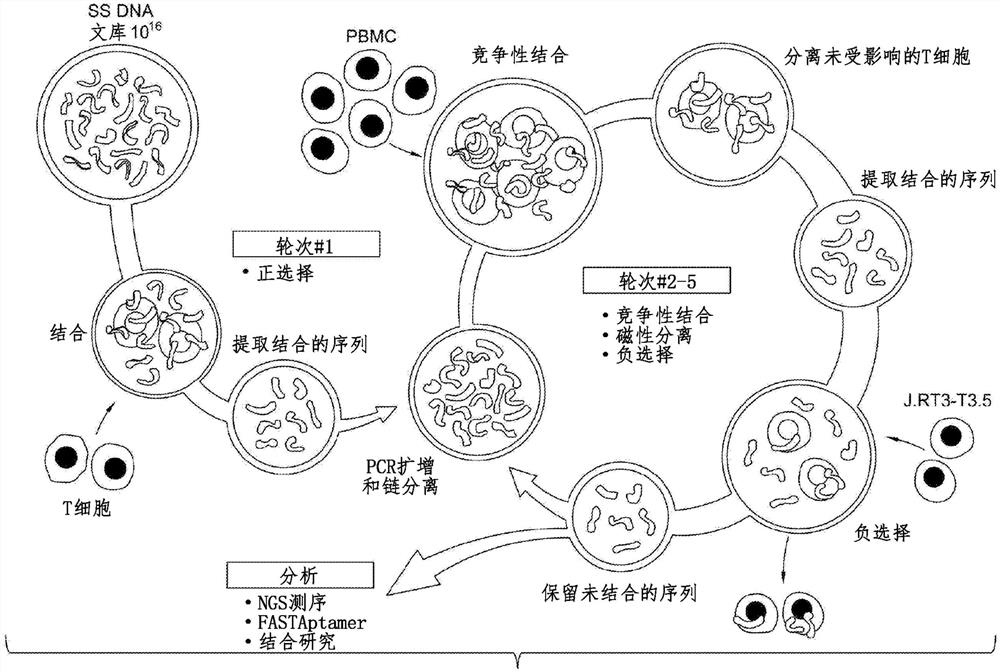 涉及基于适体的可逆细胞选择的组合物和方法